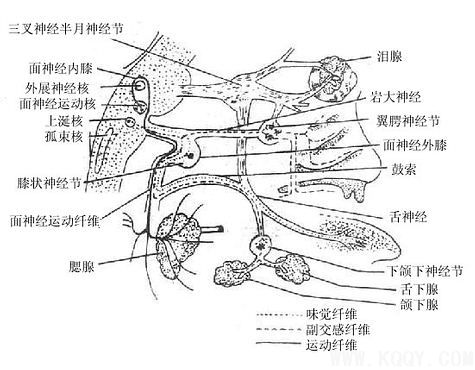 面部的神经——面部浅层解剖