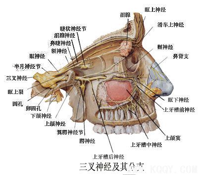 上颌神经解剖