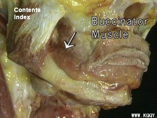 咬肌解剖图片