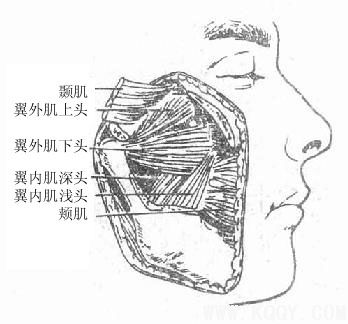 面部深层血管