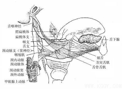 舌咽神经——面部深层解剖