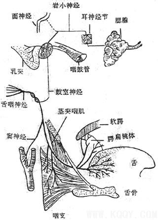 颌面部间隙解剖