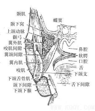 颌面部间隙解剖