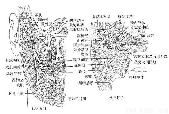 颌面部间隙解剖