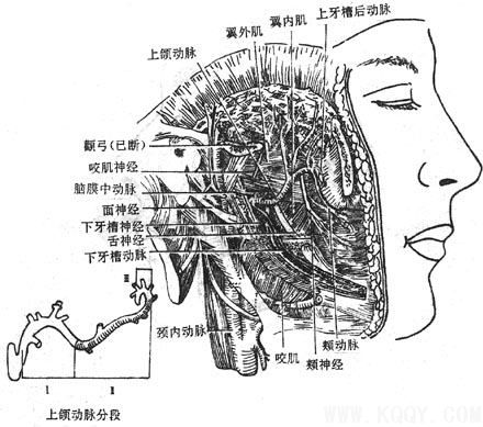 三叉神经——面深部解剖