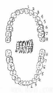 牙体解剖（DentalAnatomy）