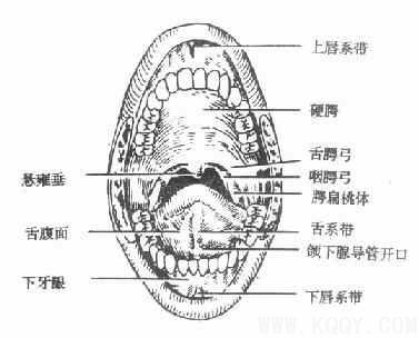 口腔解剖概述