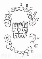 牙体解剖（DentalAnatomy）