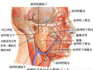 面神经分支及周边血管