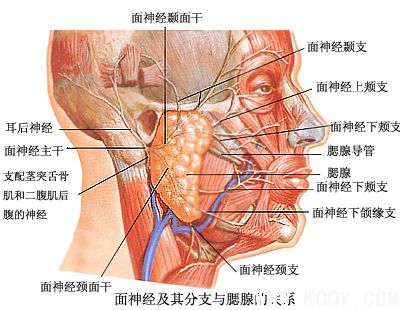 腮腺与神经血管的关系