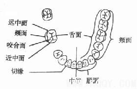 牙体解剖（DentalAnatomy）