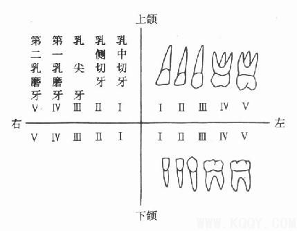 牙体解剖（DentalAnatomy）