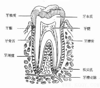 牙体解剖（DentalAnatomy）