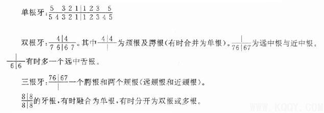 牙体解剖（DentalAnatomy）