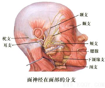 显露面神经分支的标志