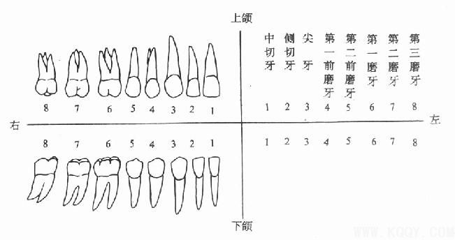 牙体解剖（DentalAnatomy）