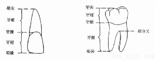 牙体解剖（DentalAnatomy）