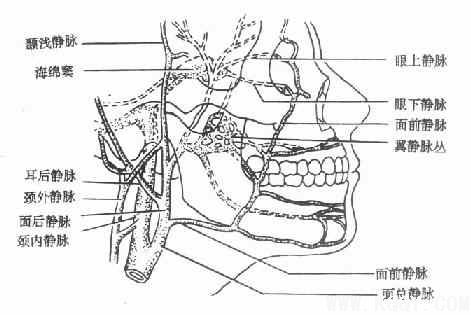 颌面部解剖——血管