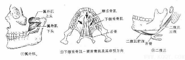 颌面部解剖——肌肉