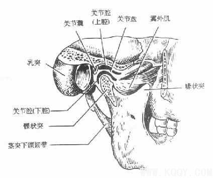 颌面部解剖——颞下颌关节