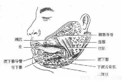 颌面部解剖——涎腺