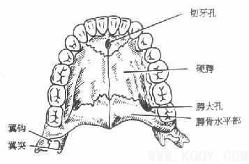 颌面部解剖——骨骼