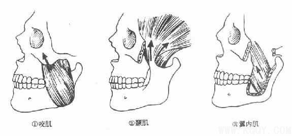 颌面部解剖——肌肉