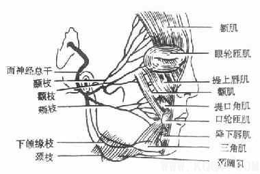 颌面部解剖——肌肉