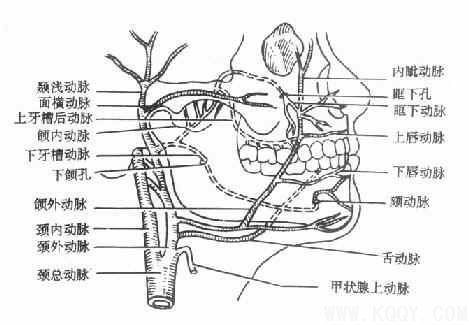 颌面部解剖——血管