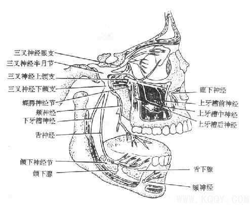 颌面部解剖——血管