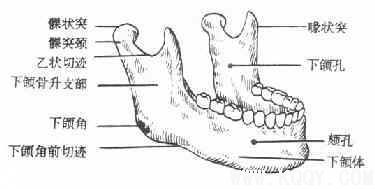 颌面部解剖——骨骼