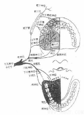 颌面部解剖——血管