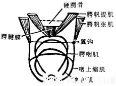 腭裂修复术图解