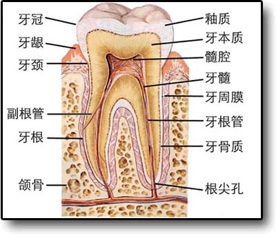 牙齿的组织结构(图解)