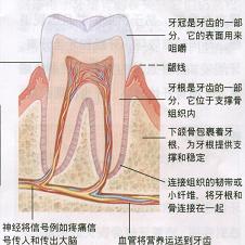 治疗牙周病