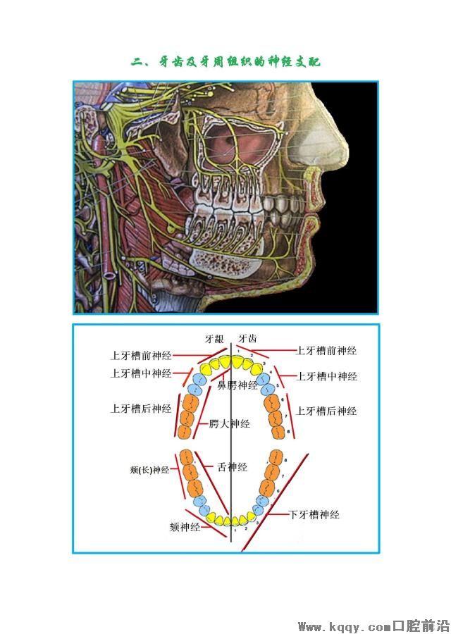 口腔颌面神经